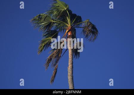 Palmenoberteil an einem windigen Tag gegen den blauen Himmel im späten Nachmittagslicht Stockfoto