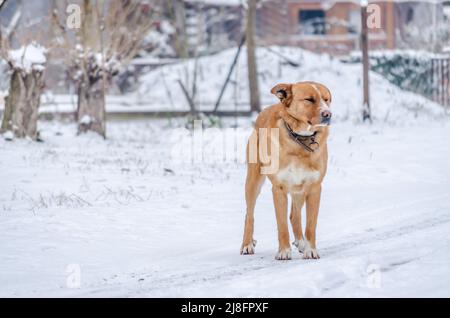 Blick auf einen streunenden Hund ​​in den Schnee im Nationalpark - Sodros, Novi Sad. Stockfoto