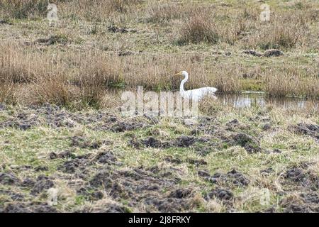 Weißer Reiher am Bach in einer Wiese am darss. Der Vogel jagt. Tierfoto aus der Natur. Wildtiere Stockfoto