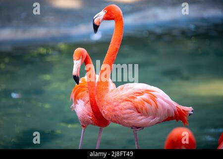 Schöner rosafarbener Flamingo. Schar von rosa Flamingos in einem Teich. Flamingos oder Flamingos sind eine Art Watvögel der Gattung Phoenicopterus. Stockfoto