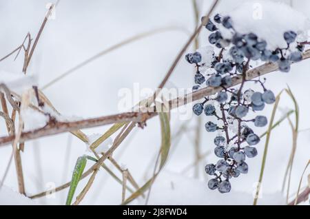 Wilde, violette Trauben, die mit Frost bedeckt sind. Stockfoto