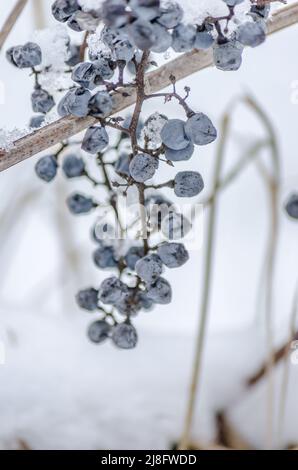 Wilde, violette Trauben, die mit Frost bedeckt sind. Stockfoto