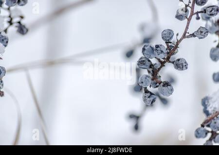 Wilde, violette Trauben, die mit Frost bedeckt sind. Stockfoto