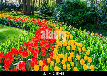 Blühende bunte Tulpen im öffentlichen Blumengarten Keukenhof. Lisse, Holland, Niederlande. Stockfoto