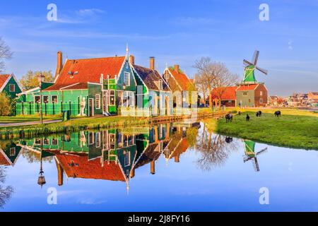 Zaanse Schans Dorf, Niederlande. Niederländische Windmühle und traditionelles Haus bei Sonnenaufgang. Stockfoto