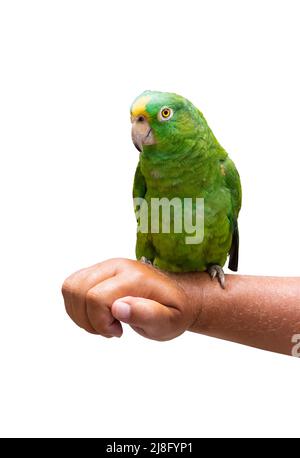 Grüner Papagei sitzt auf der Hand isoliert auf weiß. Amazonas-Papagei. Stockfoto
