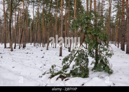 Kiefern im Winterwald mit einem durch Donner gebrochen. Stockfoto