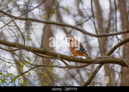 Der Eurasische eichelhäher (Garrulus glandarius) am Ast im Frühjahr, Singvögel aus der Familie Corvidae. Stockfoto