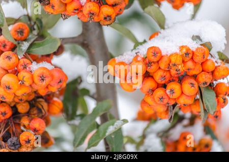 Orange Früchte des scharlachroten firethorns - lateinischer Name Pyramicantha coccinea im Garten. Stockfoto
