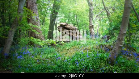 Edinburgh, Schottland, UK - Wald mit gefallenen Baumstämmen und bluebells im Frühjahr Stockfoto