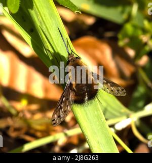 Gepunktete Bienenfliege in Ruhe auf einem Grasblatt Stockfoto