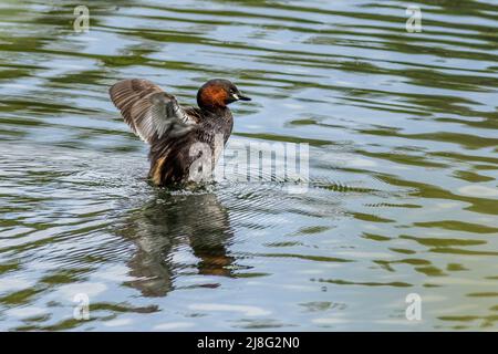 Zwergtaucher (Tachybaptus ruficollis) auf dem See Stockfoto