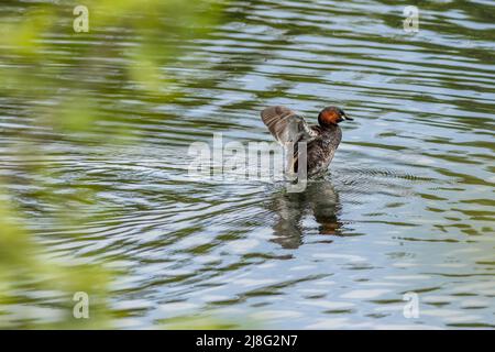 Zwergtaucher (Tachybaptus ruficollis) auf dem See Stockfoto