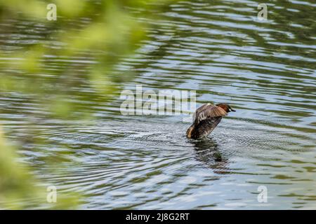 Zwergtaucher (Tachybaptus ruficollis) auf dem See Stockfoto