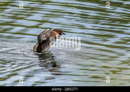 Zwergtaucher (Tachybaptus ruficollis) auf dem See Stockfoto