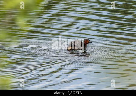 Zwergtaucher (Tachybaptus ruficollis) auf dem See Stockfoto