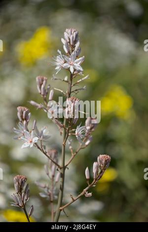 Flora von Gran Canaria - Asphodelus ramosus, verzweigter Asphodel, blumiger Hintergrund Stockfoto