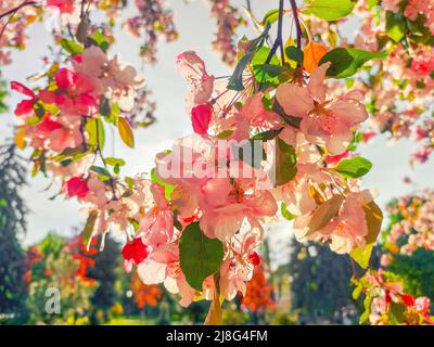 Bunte Apfelbaumblumen. Floraler Hintergrund Stockfoto