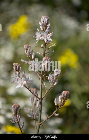 Flora von Gran Canaria - Asphodelus ramosus, verzweigter Asphodel, blumiger Hintergrund Stockfoto