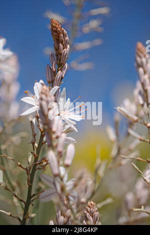 Flora von Gran Canaria - Asphodelus ramosus, verzweigter Asphodel, blumiger Hintergrund Stockfoto