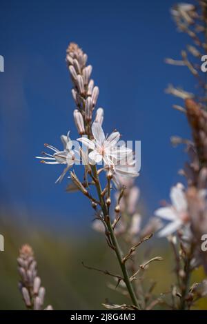 Flora von Gran Canaria - Asphodelus ramosus, verzweigter Asphodel, blumiger Hintergrund Stockfoto