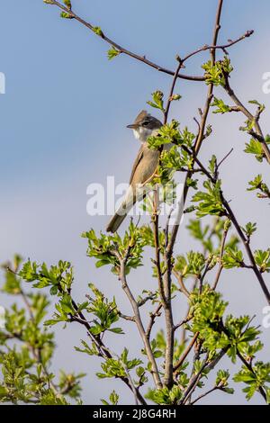 Whitethroat (Curruca communis) hoch oben Stockfoto