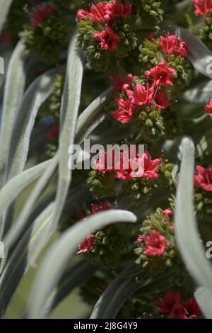 Flora von Teneriffa - Echium wildpretii, roter Glanz, natürlicher Makro-floraler Hintergrund Stockfoto