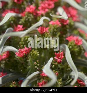 Flora von Teneriffa - Echium wildpretii, roter Glanz, natürlicher Makro-floraler Hintergrund Stockfoto