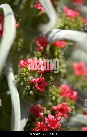 Flora von Teneriffa - Echium wildpretii, roter Glanz, natürlicher Makro-floraler Hintergrund Stockfoto