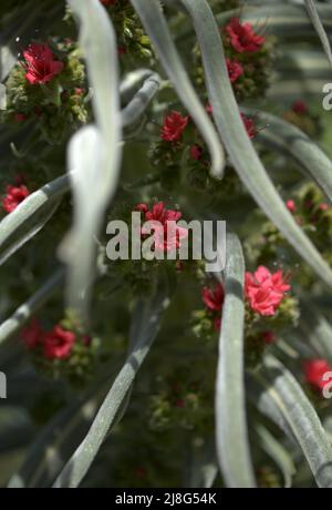 Flora von Teneriffa - Echium wildpretii, roter Glanz, natürlicher Makro-floraler Hintergrund Stockfoto