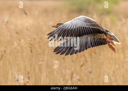 Graugans (Anser Anser) im Flug Stockfoto