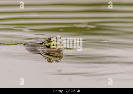 Marschfrosch (Pelophylax ridibundus) im See Stockfoto