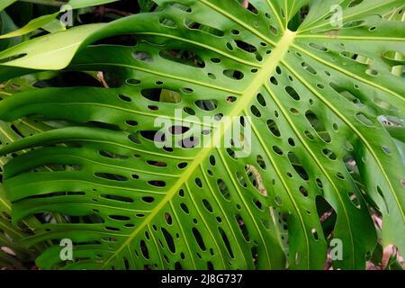 Riesiges Lochblatt einer Monstera deliciosa, auch bekannt als Schweizer Käsepflanze Stockfoto