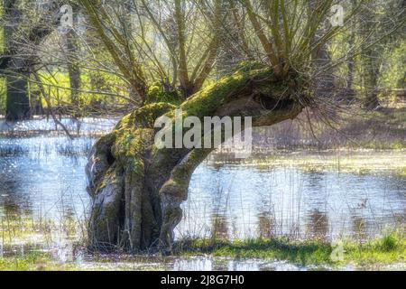 Hochwasser am Rhein im Naturschutzgebiet Urdenbacher Kaempe, Düsseldorf, Deutschland Stockfoto