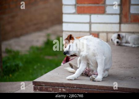 Jack Russell Terrier leidet unter Floh- und Zeckenbissen. Haustiere mit einem Problem von Parasiten. Hund knirscht von Juckreiz Stockfoto