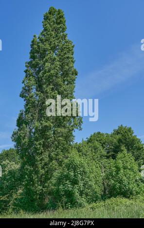 Schwarze Pappel oder lombardische Pappel (Populus nigra italica), Rheinland, Deutschland Stockfoto