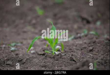 Stamm von jungen Mais im Boden. Stockfoto
