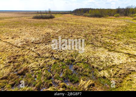 Panoramablick auf den Biebrza-Fluss Bagno Lawka Feuchtgebiete und Vogelschutzgebiet während der Frühjahrsbrüterzeit beiseite Carska Droga Route in Polen Stockfoto