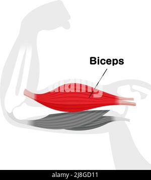 Anatomische Illustration der Armmuskulatur (Bizeps) Stock Vektor