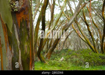 Schöne natürliche Farben des alpinen Klimas wachsenden Snow Gum. Während der Wanderung auf dem Wanderweg mit den drei Gipfeln in der Region Mount Baw Baw. Stockfoto