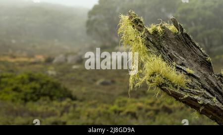 Grüne behaarte Flechten, die in der kalten, windigen Umgebung der viktorianischen Alpine Ranges auf dem Mount Baw Baw wachsen Stockfoto