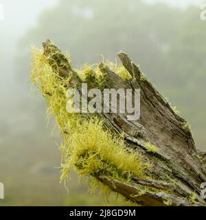 Grüne behaarte Flechten, die in der kalten, windigen Umgebung der viktorianischen Alpine Ranges auf dem Mount Baw Baw wachsen Stockfoto