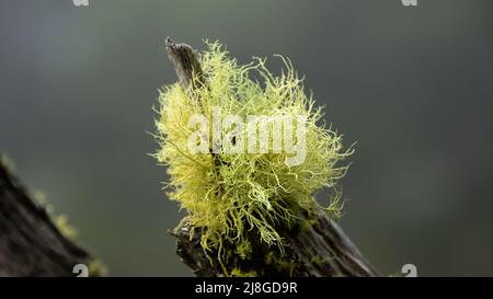 Grüne behaarte Flechten, die in der kalten, windigen Umgebung der viktorianischen Alpine Ranges auf dem Mount Baw Baw wachsen Stockfoto