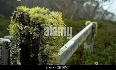 Grüne behaarte Flechten, die in der kalten, windigen Umgebung der viktorianischen Alpine Ranges auf dem Mount Baw Baw wachsen Stockfoto