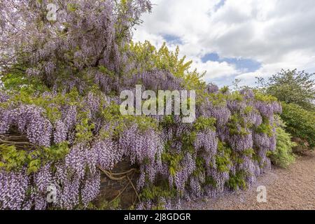 Sehr großer Zierbaum Wisteria Sinensis oder chinesische Wisteria, der gegen eine Ziegelmauer wächst. Stockfoto