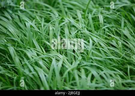 Allium paradoxum. Wilde Waldzwiebel. Grünes Gras im Frühling. Stockfoto