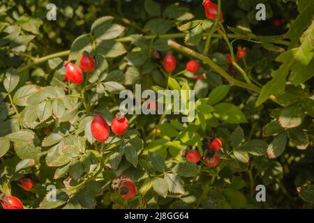 Nahaufnahme von reifen roten Beeren der Hunderose Rosa Canina. Rote Hagebuttenbeeren auf dem Busch. Wilder reifer Briar am Ast. Heilpflanzen ernten für Kräutermedizin Stockfoto