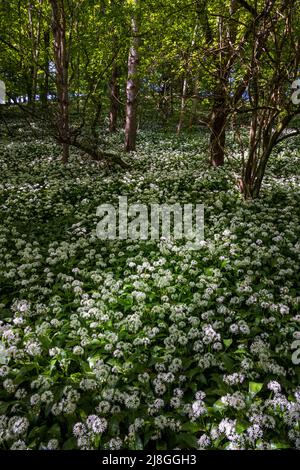 Bärlauch, der in einem Cotswold-Holz, Gloucestershire, England, im Schatten des Dappleines wächst Stockfoto