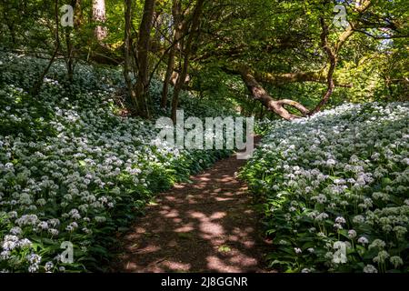 Bärlauch, der in einem Cotswold-Holz, Gloucestershire, England, im Schatten des Dappleines wächst Stockfoto