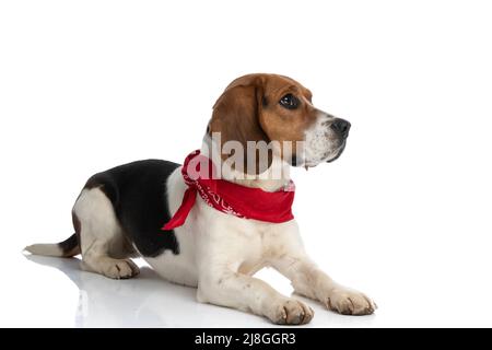 Seitenansicht eines entzückenden Beagle-Hundes, der auf dem Boden ruht, ein rotes Bandana trägt und zur Seite schaut Stockfoto